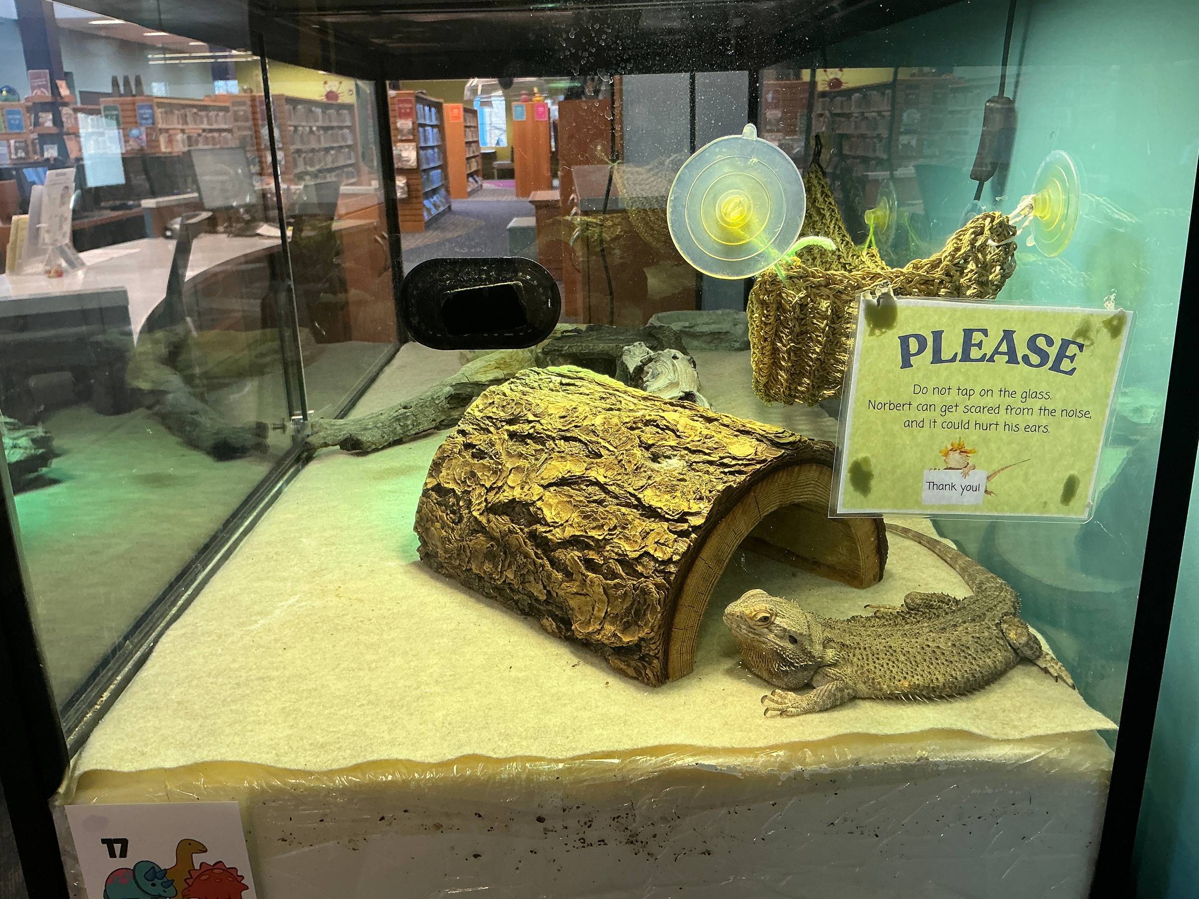 Norbert the bearded dragon